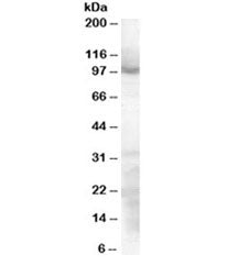 Western blot testing of HeLa lysate with SP1 antibody at 0.3ug/ml. Predicted molecular weight ~81kDa