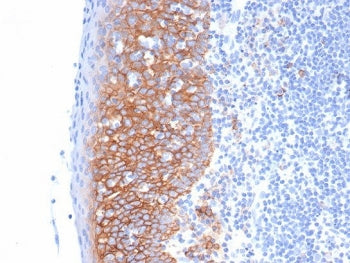 Syndecan-1 Antibody / CD138