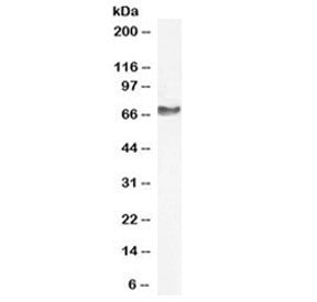 Neurofilament Antibody (Light)