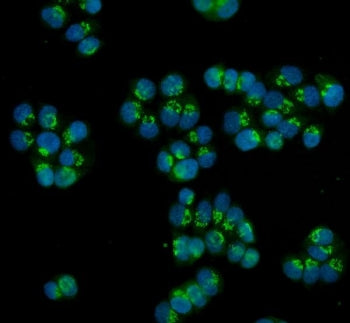 HOXC13 Antibody