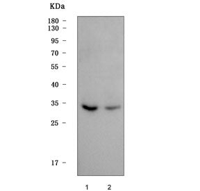 Max-like protein X Antibody / MLX