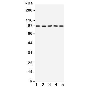 TrkC Antibody