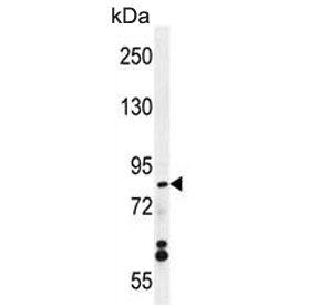 WDR27 Antibody