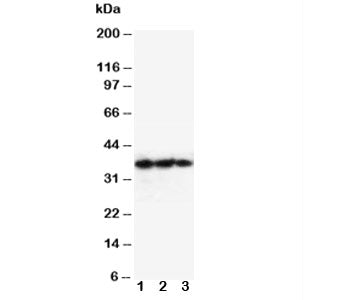 EPO Antibody