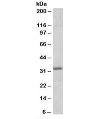 Pirin Antibody