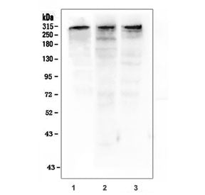 Western blot testing of 1) human COLO-320, 2) rat PC-12 and 3) mouse NIH 3T3 cell lysate with p300 a