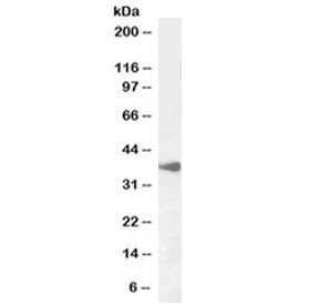 BHLHE22 Antibody