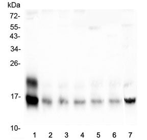 Cystatin C Antibody / Cystatin 3