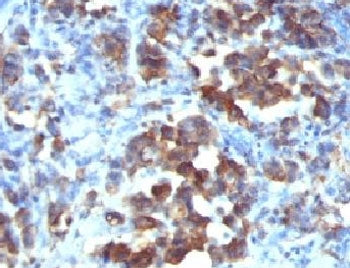 Cdc20 Antibody