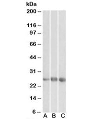 EGFL7Antibody