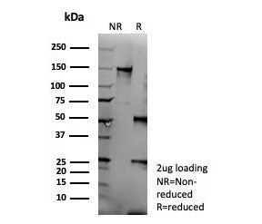 SDS-PAGE analysis of purified, BSA-free recombinant CD95 antibody (clone FAS/9322R) as confirmation