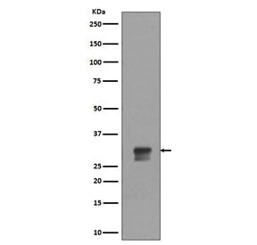 Phospho-CDK1/2 Antibody (pT14)
