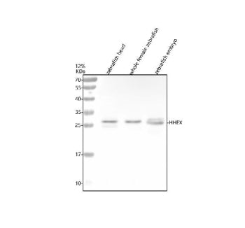 Western blot analysis of Hhex protein using Zebrafish Hhex antibody and 1) zebrafish head, 2) whole