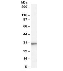 RPL8 Antibody