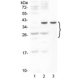 VEGFA Antibody