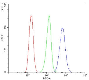 UBA2 Antibody / SUMO-activating enzyme subunit 2 / SAE2