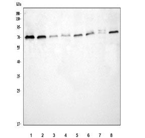 TCF4 Antibody / Transcription factor 4