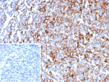 CD63 Antibody / LAMP-3