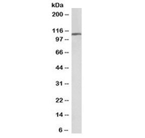 Western blot testing of human frontal cortex lysate with biotinylated AP2A1 antibody at 0.01ug/ml. P