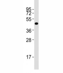 Pou5f1 Antibody
