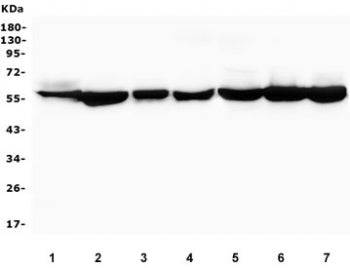 PTBP1 Antibody