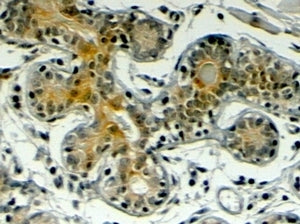 Klotho Antibody