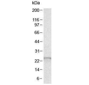 Glutathione peroxidase 2 Antibody