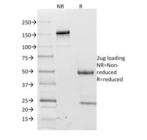 L-Selectin Antibody / CD62L