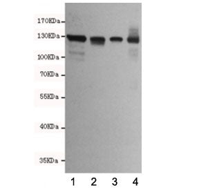 E-Cadherin Antibody