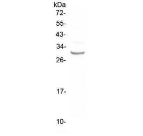 FRA1 Antibody / Fos-related antigen 1