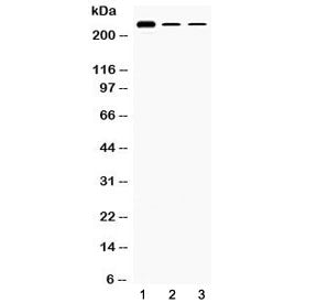 TECTA Antibody (Alpha Tectorin)