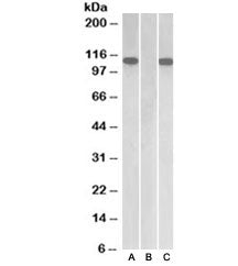 Western blot of HEK293 lysate overexpressing human Furin with MYC tag probed with Furin antibody [1u