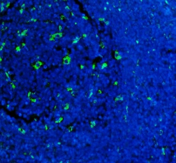 CD68 Antibody