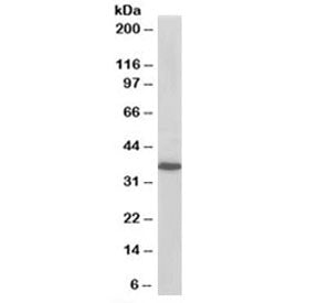 PDLIM4 Antibody