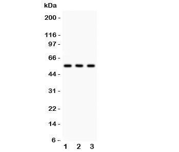 PLTP Antibody