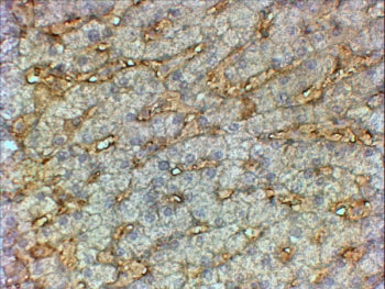 APOA1 Antibody