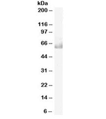CDT1 Antibody