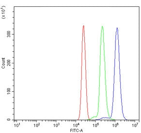 CTSC Antibody / Cathepsin C
