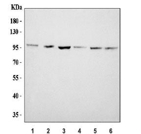 Western blot testing of human 1) U-87 MG, 2) PC-3, 3) 293T, 4) Jurkat, 5) HepG2 and 6) HeLa cell lys