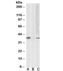 Western blot of HEK293 lysate overexpressing human MYF6-MYC with MYF6 antibody (0.5ug/ml) in Lane A