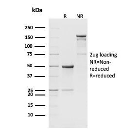 CD8B Antibody