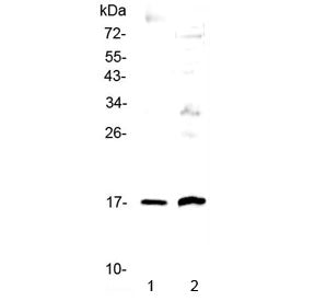 Epigen Antibody / EPGN