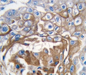 NRAS Antibody