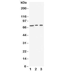 VGF Antibody
