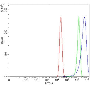 DCT Antibody / L-dopachrome tautomerase / TYRP2
