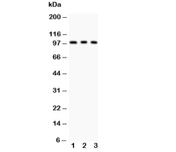 CD146 Antibody