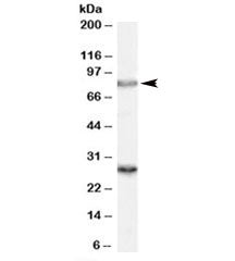 SV2A Antibody