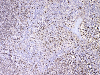 PAX5 Antibody
