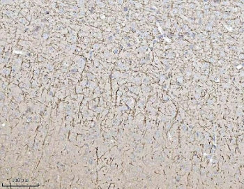 MAG Antibody