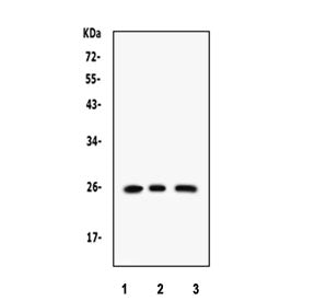 RAB14 Antibody